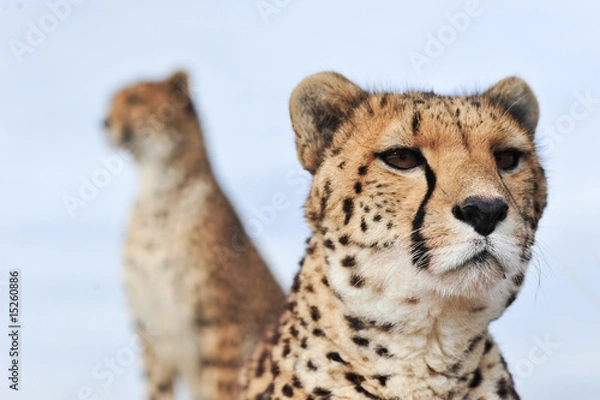 Fototapeta Gepard 4