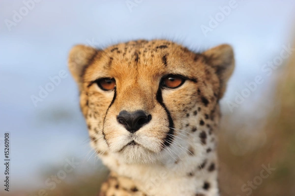 Fototapeta Gepard 6