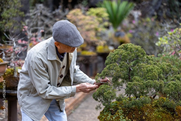 Fototapeta Senior asian man is caring and tending his collection of bonsai tree in the zen garden for retirement hobby with professional technique using the pruning shear