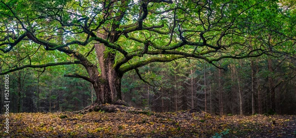 Fototapeta Scenic and big oak at autumn day in Finland. This oak is over 400 years old.