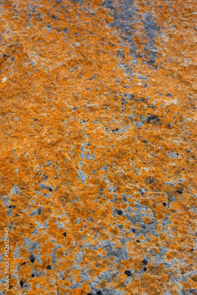 Obraz Orange lichen growing on a granite rock boulder at the coast. Natural world background abstract concept.