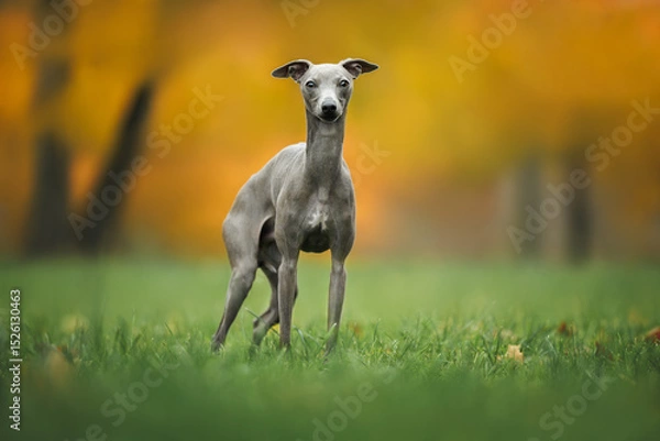 Obraz grey italian greyhound dog posing on grass in autumn