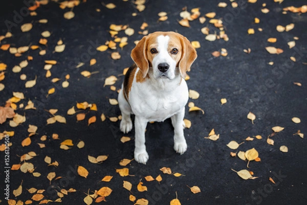 Obraz cute beagle dog sitting on the ground with fallen autumn leaves, top view