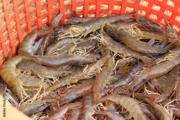 Obraz Fresh shrimp or Raw shrimp form shrimp farming in pond