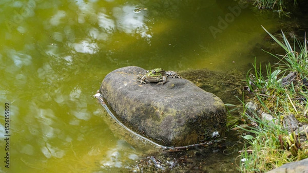 Fototapeta Frog rests on mossy rock in tranquil pond, surrounded by green water and grassy edges.