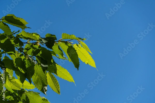 Fototapeta Bright green leaves on tree branch Hornbeam (Carpinus betulus) against clear blue sky, showcasing vibrant foliage of tree in daylight.
