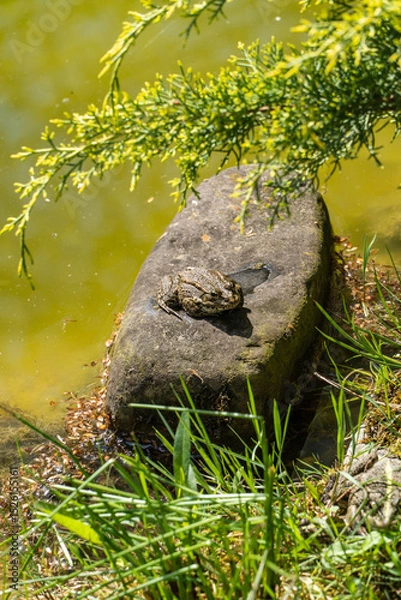 Fototapeta Frog are resting on partially submerged rocks in shallow, clear pond. Water glistens with sunlight, and green grass surrounds pond's edge, creating serene natural scene. Blurred background.