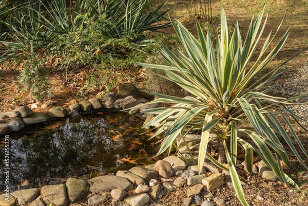 Fototapeta Vibrant yucca plant with striped leaves stands tall near tranquil pond, surrounded by rocks and lush greenery, creating serene garden scene.