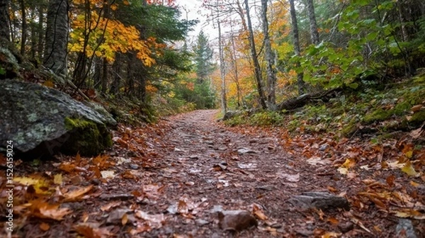Fototapeta A narrow, winding path through a dense forest, with fallen leaves covering the ground and trees with autumn foliage.