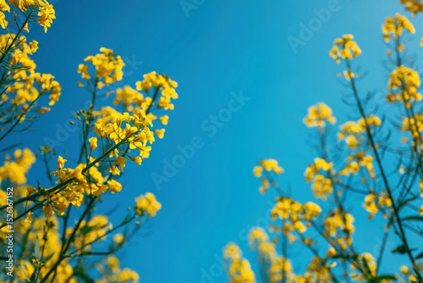 Fototapeta Canola crops in bloom, low angle view of yellow flower heads of rapeseed plants in field