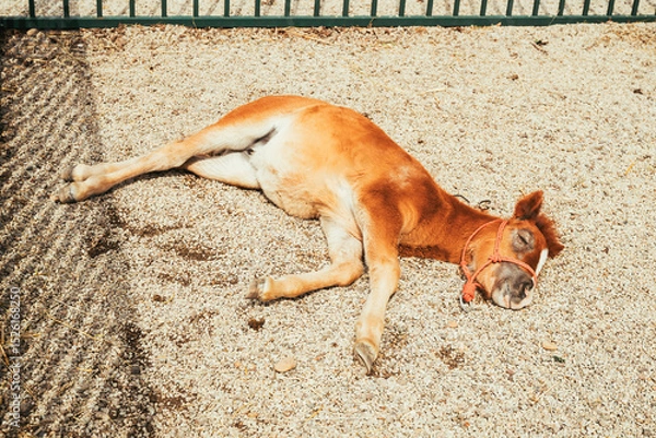 Fototapeta Cute brown pony sleeping on the ground of horse ranch paddock