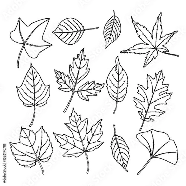 Fototapeta 紅葉　秋の葉のイラスト　手描き風