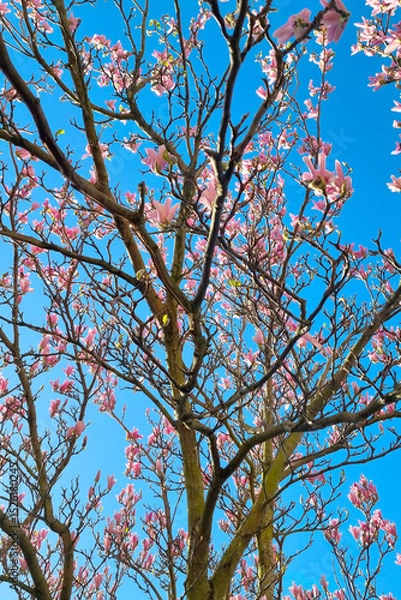 Fototapeta Springtime Blossoms on a Magnolia Tree Against a Clear Blue Sky