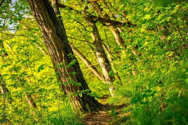 Obraz Forest trail, road among hilly woods