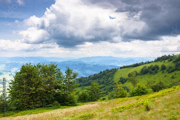Fototapeta deciduous trees on the green hillside. alps of ukraine. scenery with forested hills of carpathian mountains. scenic view from borzhava ridge on a cloudy day. transcarpathia travel landscape in summer