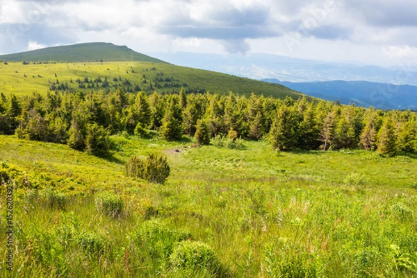 Fototapeta mountain landscape with forest in summer. nature with grass on the hill and cloudy sky. scenic view of outdoor background. beautiful scenery for travel