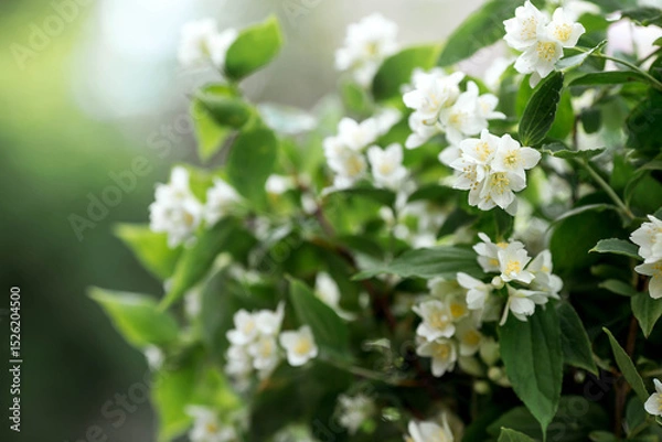 Fototapeta Flowers and buds. Natural green background. Close-up of a blooming white jasmine. Beautiful side. A copy of the space for the text.