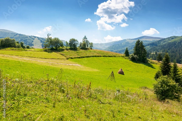 Fototapeta rural landscape of ukraine in summer for travel. transcarpathia region. countryside scenery with green field and trees on the hill. beautiful view of borzhava mountain ridge in the distance