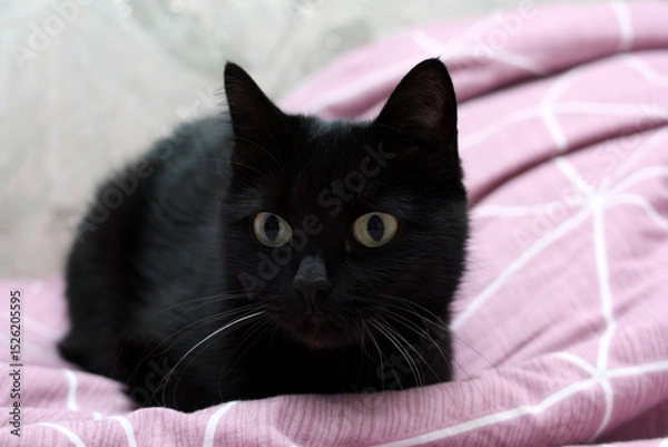 Obraz Black sleek cat close-up. A black cat lies on the bed.