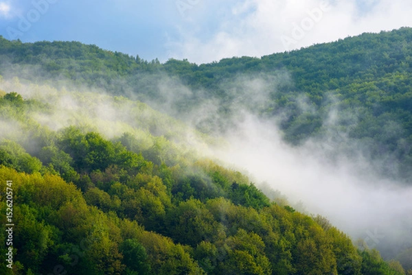 Fototapeta fog evaporating above the foliage forest on the hill. green environment background in highlands of ukraine. fresh sunny weather with clouds on the blue sky