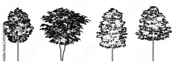 Fototapeta Set or collection of Field Maple trees as black line drawing silhouette on white background. Concept or conceptual vector for nature, planet, ecology conservation, strength, endurance and  beauty