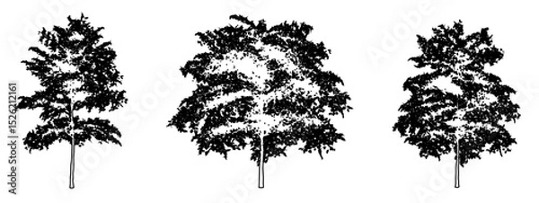 Fototapeta Set or collection of Japanese Maple trees as black line drawing silhouette on white background. Concept or conceptual vector for nature, planet, ecology conservation, strength, endurance and  beauty
