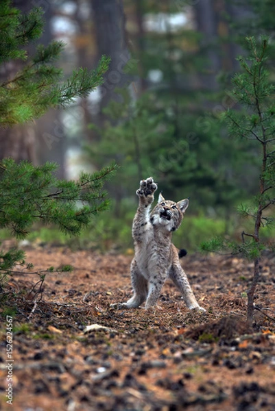 Fototapeta Eurasian lynx (Lynx lynx), young lynx attacking flying prey. Lynx with raised paw and claws extended.