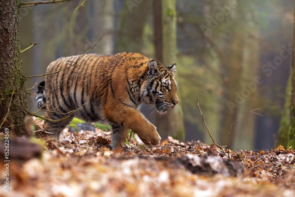Fototapeta Siberian tiger or Amur tiger is a population of the tiger subspecies Panthera tigris tigris, a large young tigress in a dense forest.