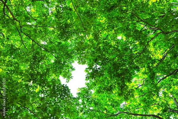 Fototapeta 空を覆う美しい新緑のブナ