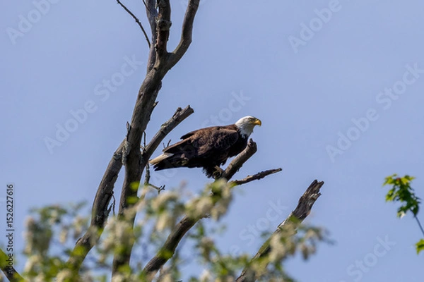 Obraz american bald eagle
