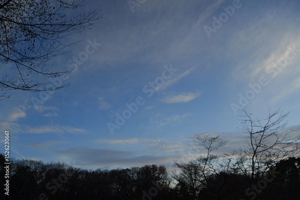 Obraz 冬の夕空と木のシルエット