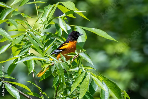 Fototapeta bird on a branch