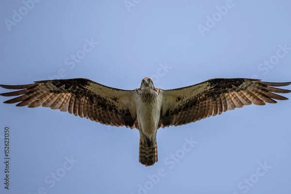 Fototapeta osprey in flight