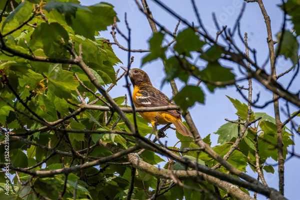 Fototapeta bird on a branch