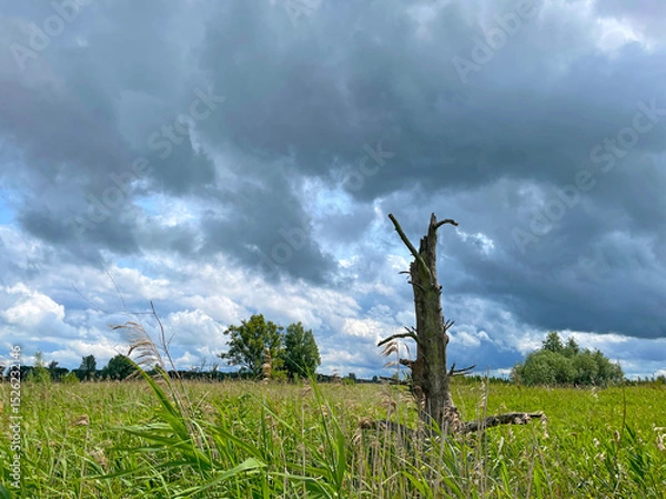 Obraz The edge of a canal in wetland in a cloudy sky in bright sunlight in springtime,  Oostvaardersplassen, Almere, Flevoland, Netherlands, June 07, 2025