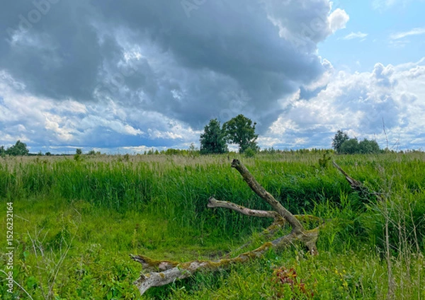 Obraz The edge of a canal in wetland in a cloudy sky in bright sunlight in springtime,  Oostvaardersplassen, Almere, Flevoland, Netherlands, June 07, 2025