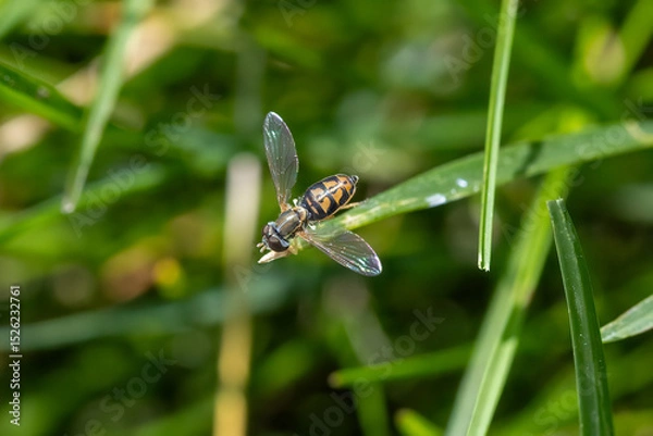 Fototapeta hover fly on grass