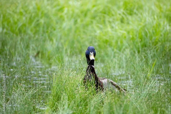 Fototapeta duck on the grass