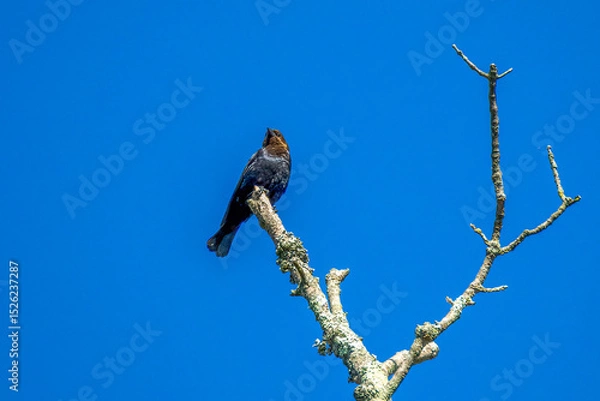 Fototapeta crow on a branch