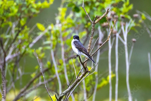 Fototapeta kingbird on branch