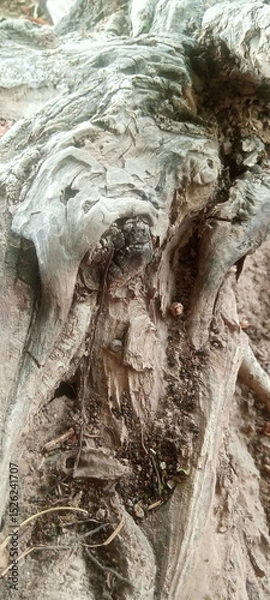 Fototapeta Close-up of weathered tree trunk