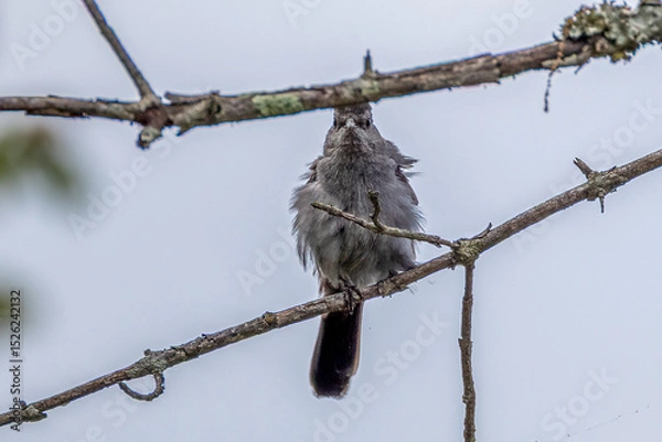 Fototapeta bird on a branch