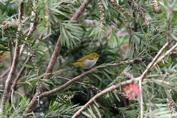 Obraz Oriental white eye on the branch