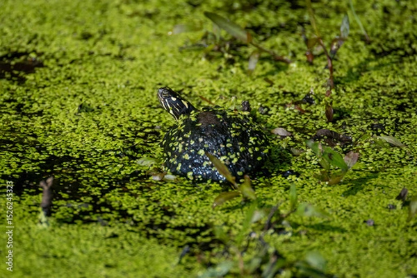 Fototapeta turtle in swamp