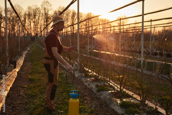 Fototapeta Farmer using pesticide, insecticide and herbicide sprayer sprinkler in an blueberries farm outdoors in springtime, before blooming.