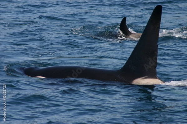 Obraz Killer Whale and Young