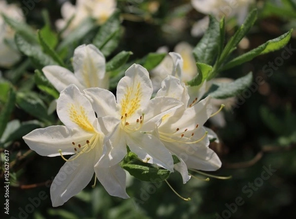 Obraz White rhododendron against green foliage. Delicate rhododendron buds in a summer garden. Bright summer flowers. Beautiful natural background. Landscape. Summer time. White flowers.