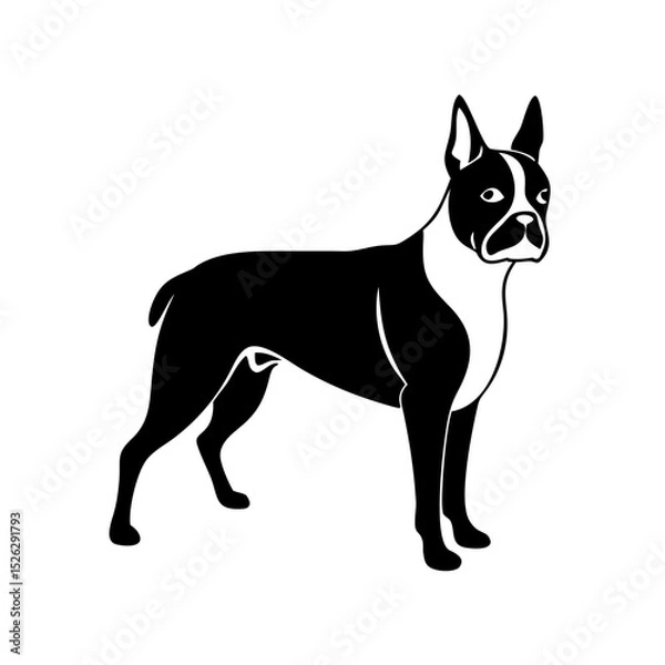 Obraz Boston Terrier standing proudly in a minimalist style with a black and white color scheme