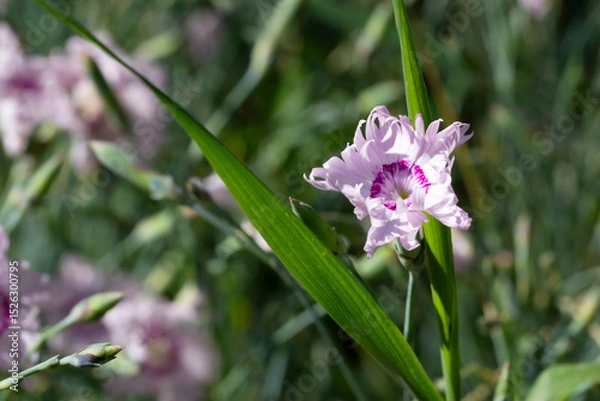 Fototapeta Oeillet de Montpellier en fleur