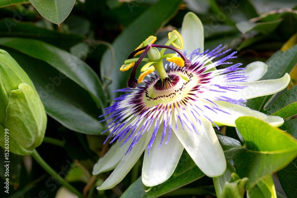 Fototapeta Passiflore en fleur